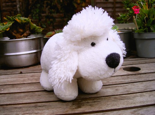Russ chubby white dog - russ, poodle