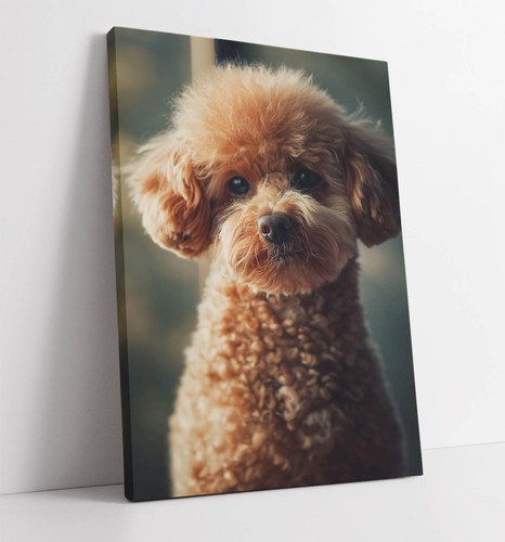 Cute portrait toy - of, poodle
