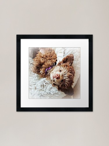 Little toy poodle puppy framed - poodle,