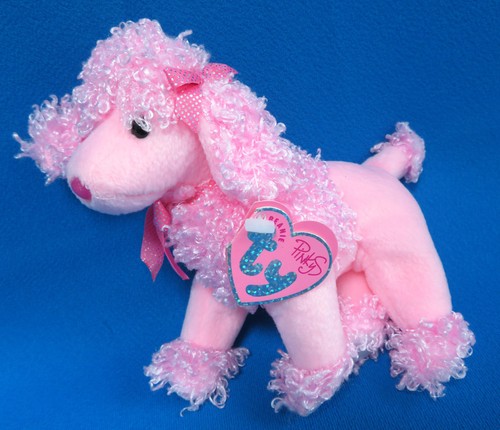 Pinky poo poodle - poodle, puppy