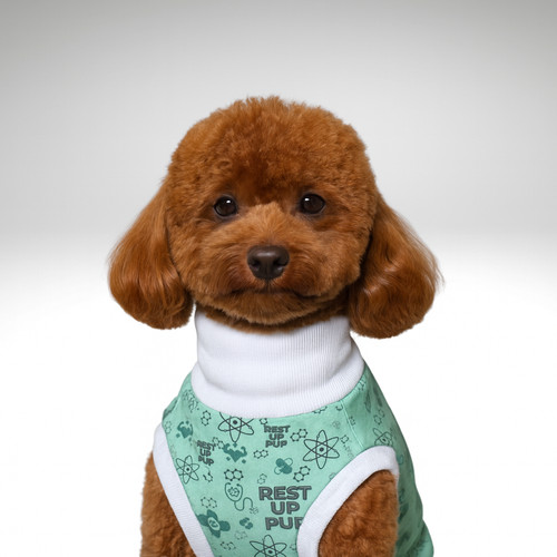 Toy poodle dog surgery - surgery, suit